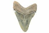 Serrated, Fossil Megalodon Tooth - North Carolina #275543-2